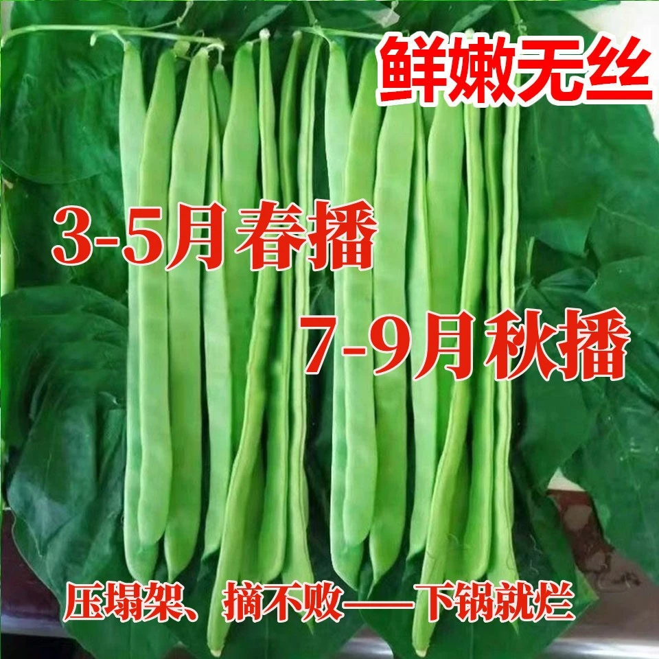 四季豆种子宽扁绿龙高产早熟爬藤四季播芸角种子