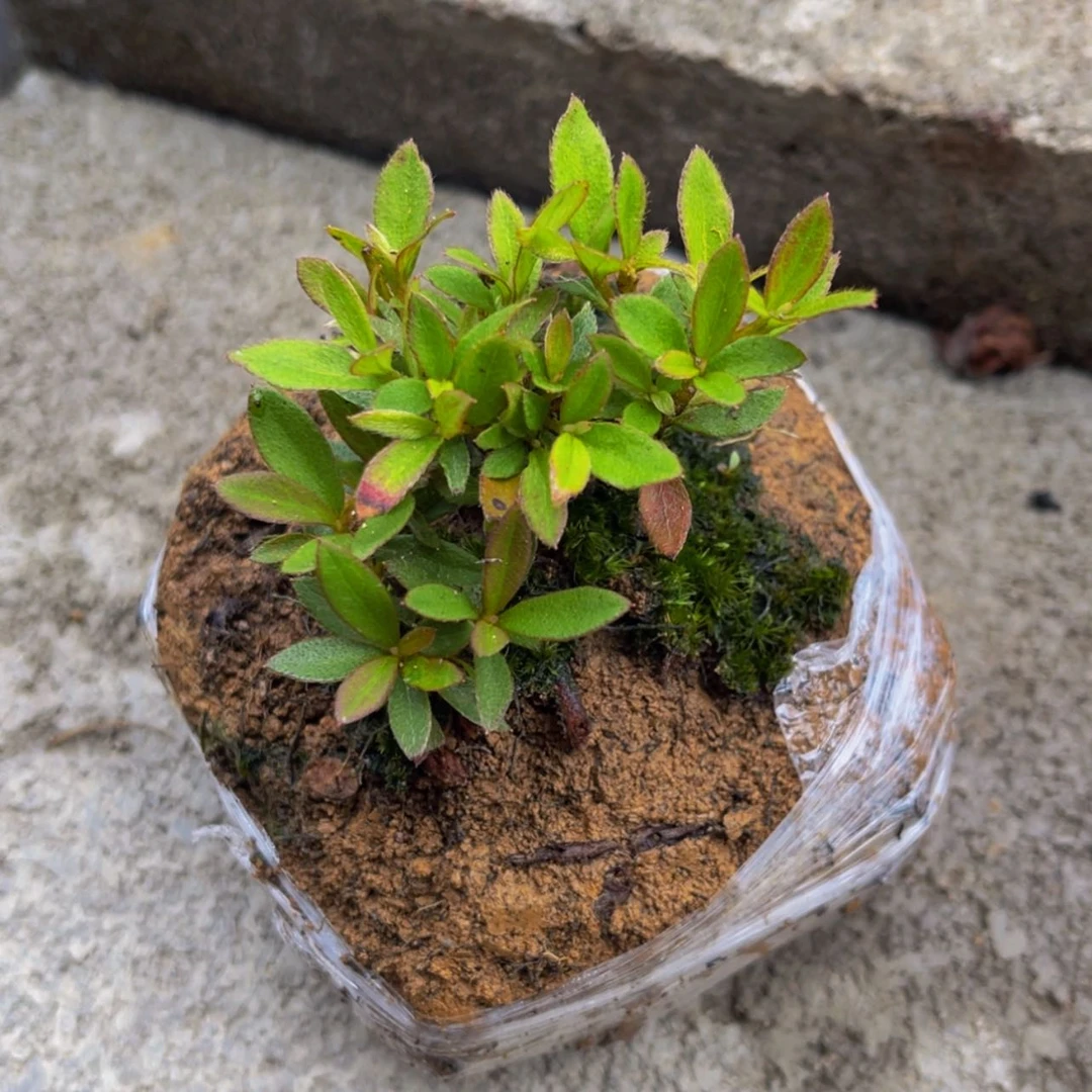 【闪购商品】无花朵用****8