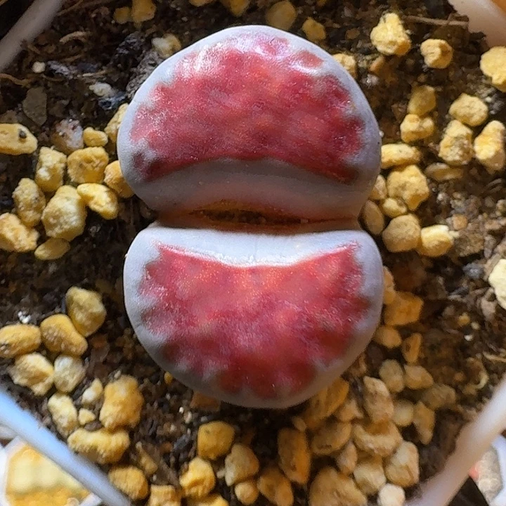 生石花2:/。在。 86号。 2.5左右