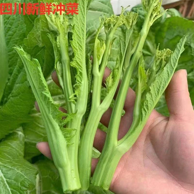 四川新鲜冲菜尖棒菜苔冲鼻子菜尖尖杂菜原料时令蔬菜1/2/3/5斤装