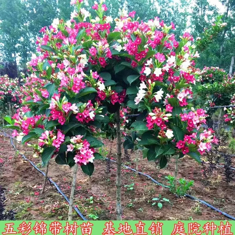 耐寒五彩锦带花树苗红王子锦带庭院绿化风景树盆栽地栽花卉花期长