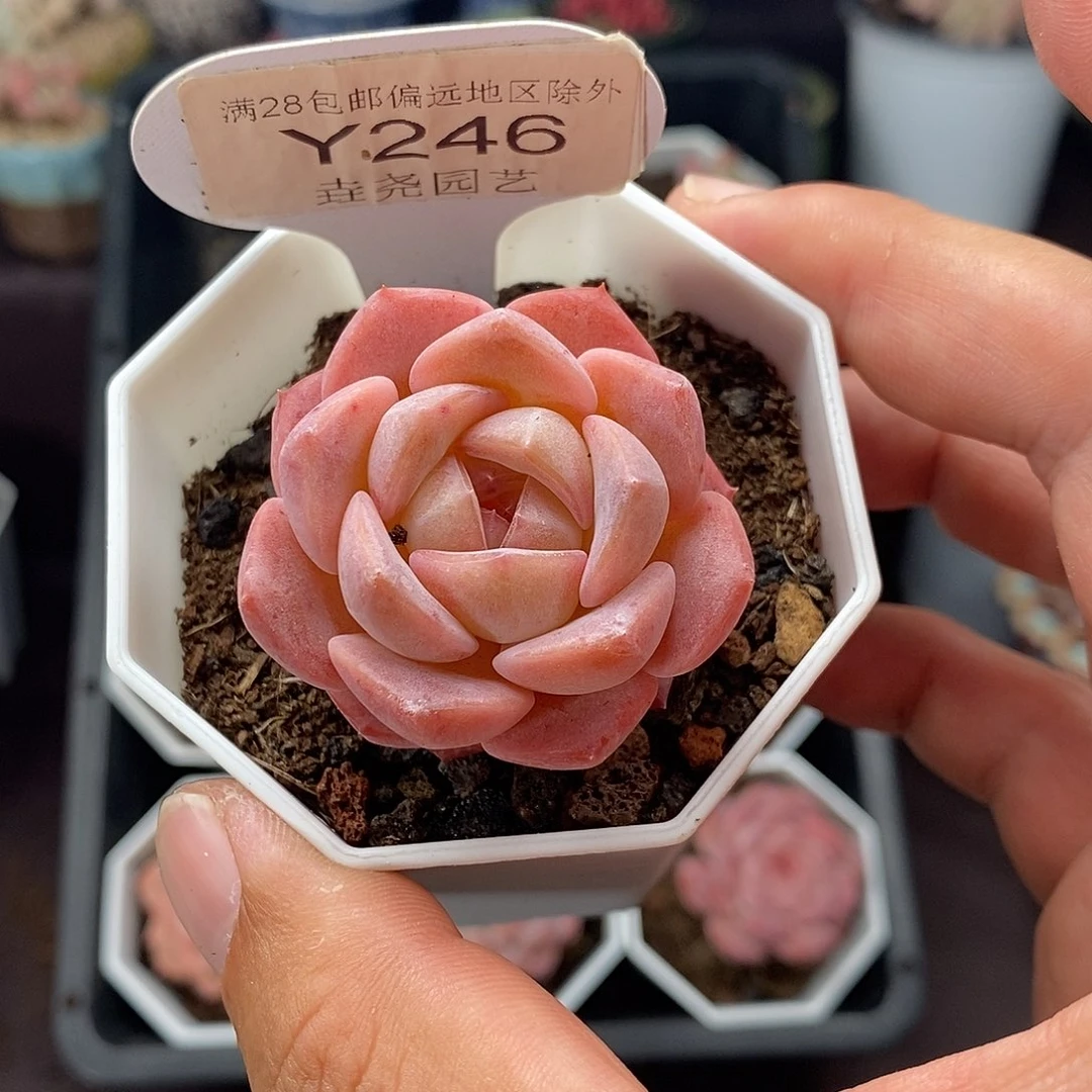 f***y0246 粉魄单头 4cm