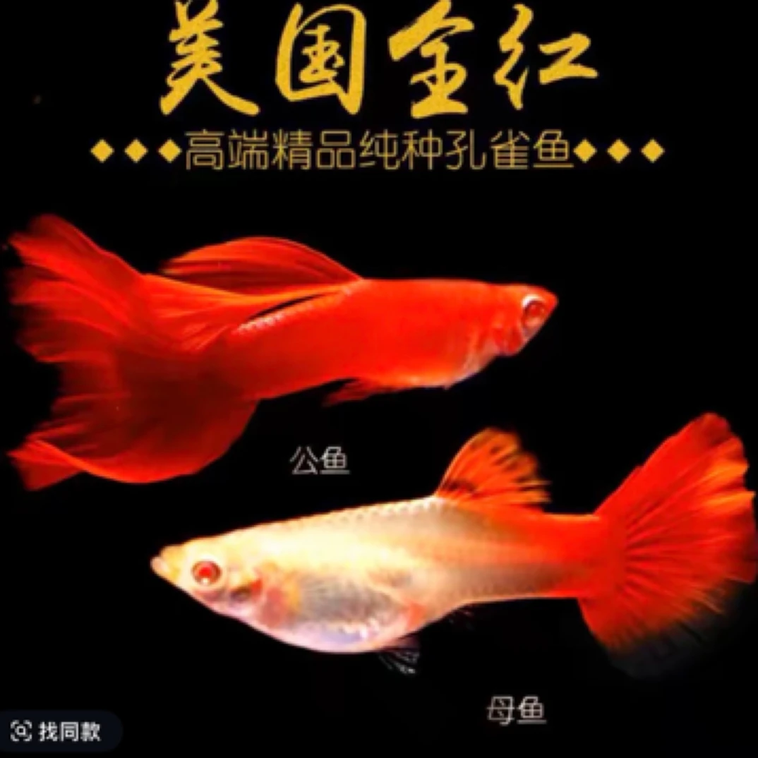 美国小全红孔雀鱼