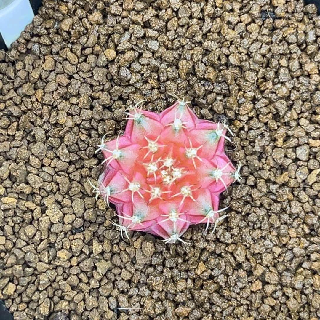 泰系轮回 实生 带盆土