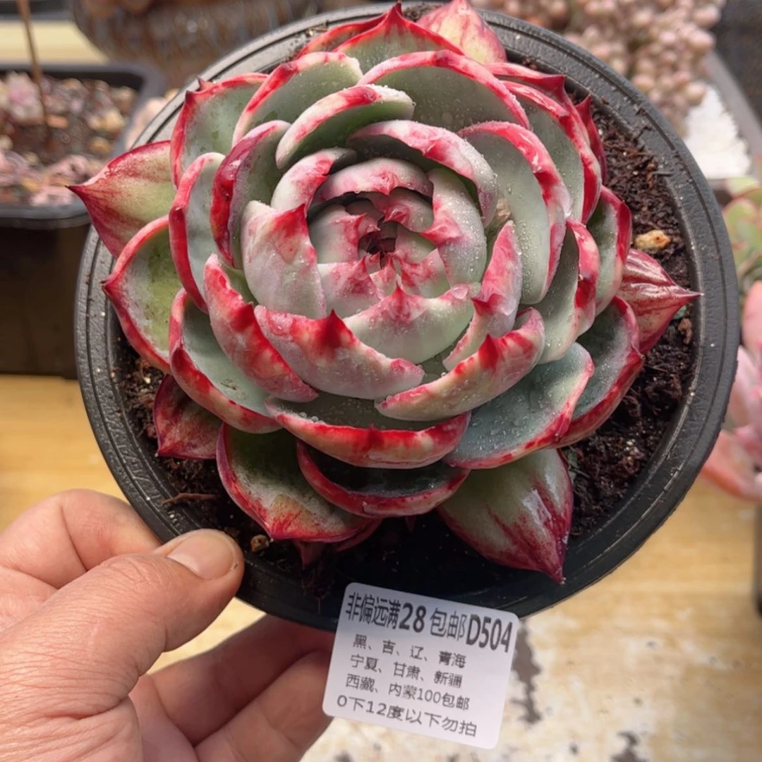 【闪购商品】舍****504惊鸿仙子