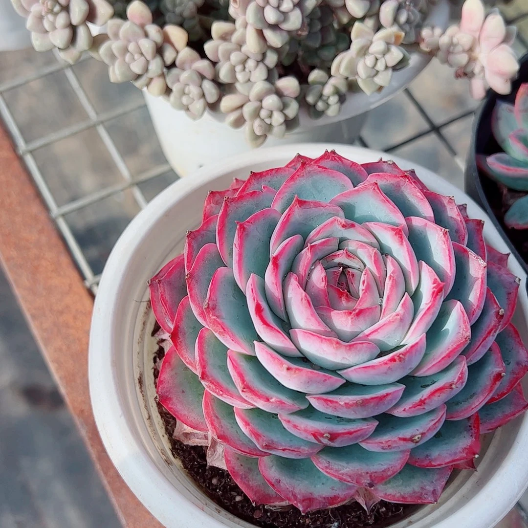 侧影大单头精品特价