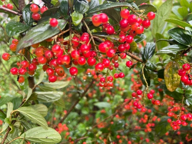 拐子树新鲜果子 种子