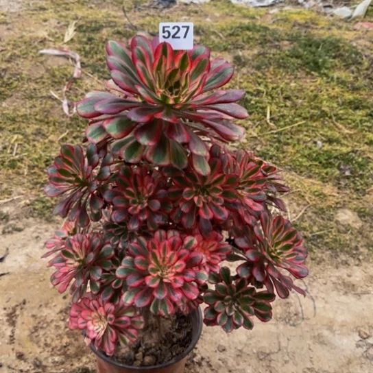 蒲***语香奈儿2号棚527多肉植物