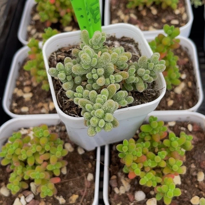 冰晶枝干5.8带盆土发