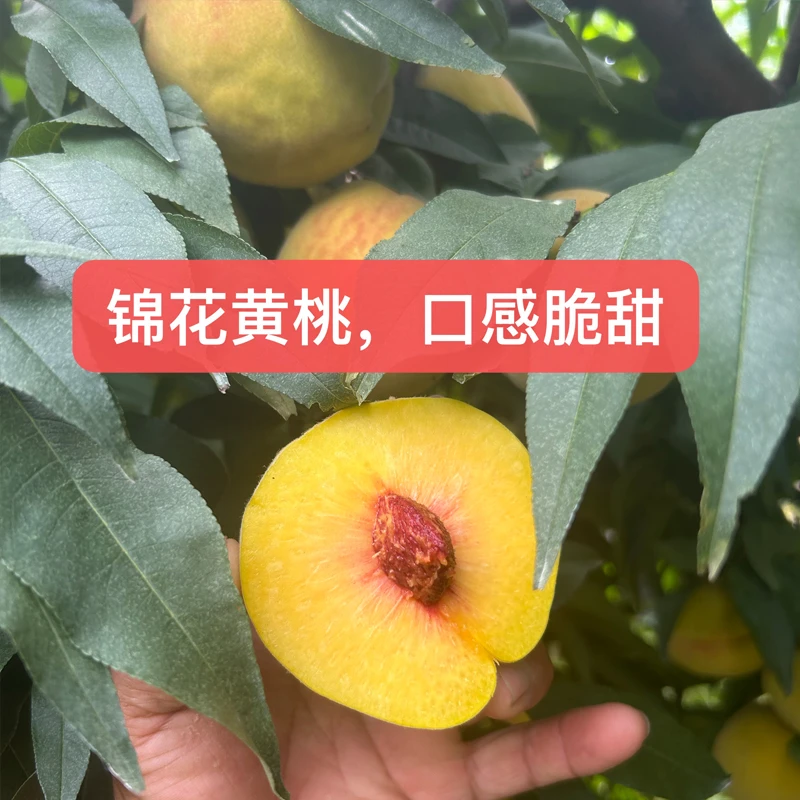 5斤装锦花黄桃湖北荆州时令水果硬质黄肉毛桃