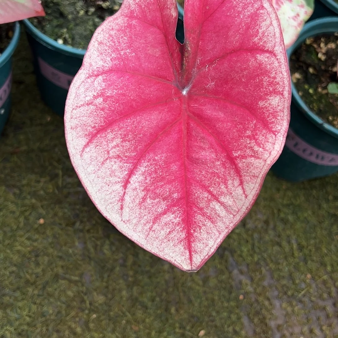 无花朵泰彩养定实生9