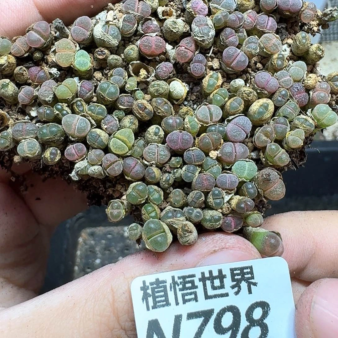 多肉植物的润泽地方