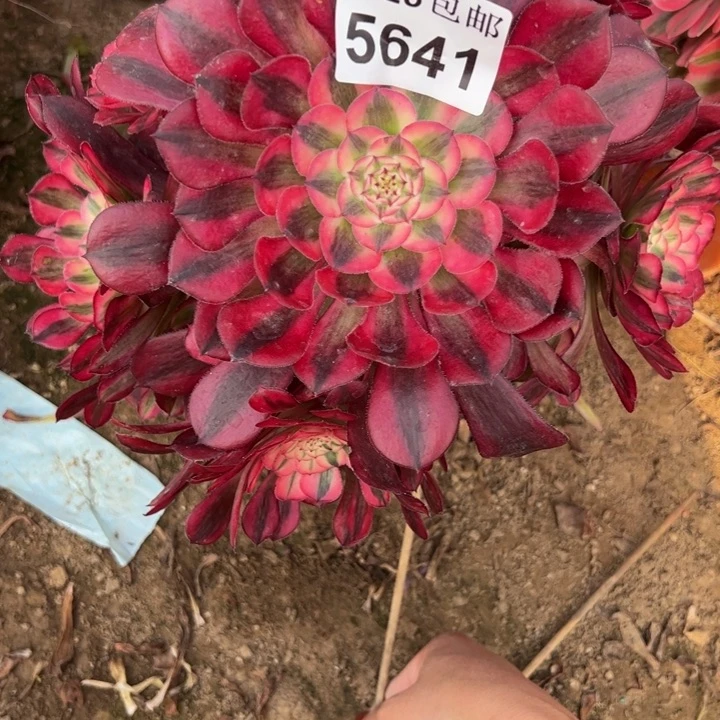 5641桐柏不包损多肉植物