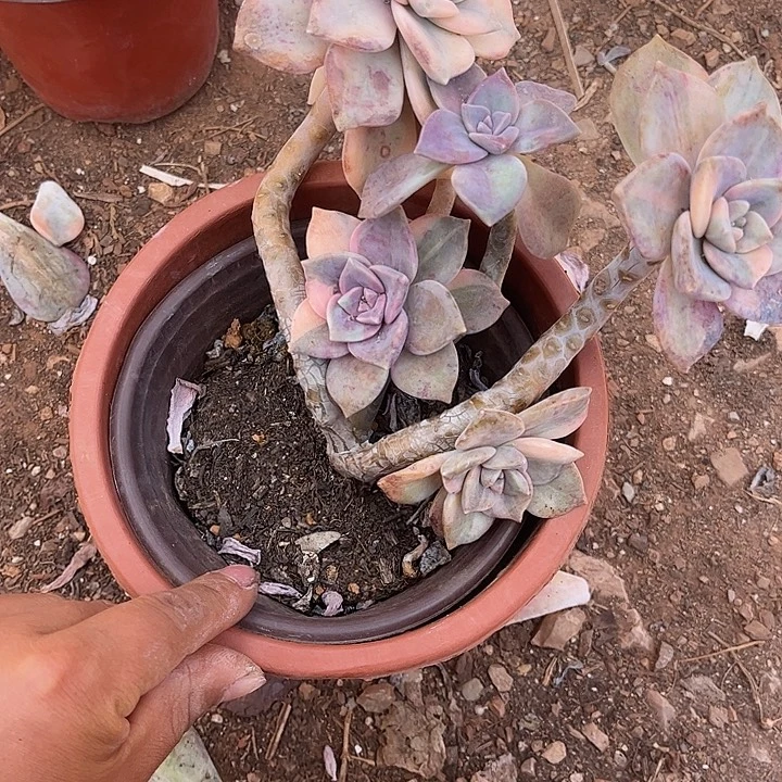 久***深紫乐锦群，一物一拍