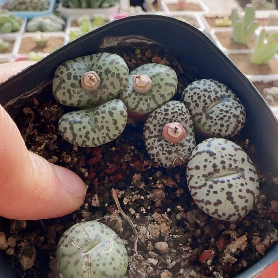 【闪购商品】21004