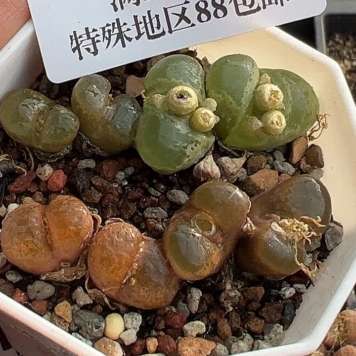 820号开播福利风铃一盆