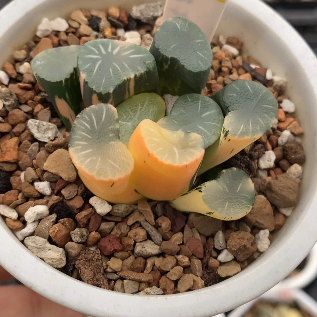 441号殴大宝实生万象锦带盆