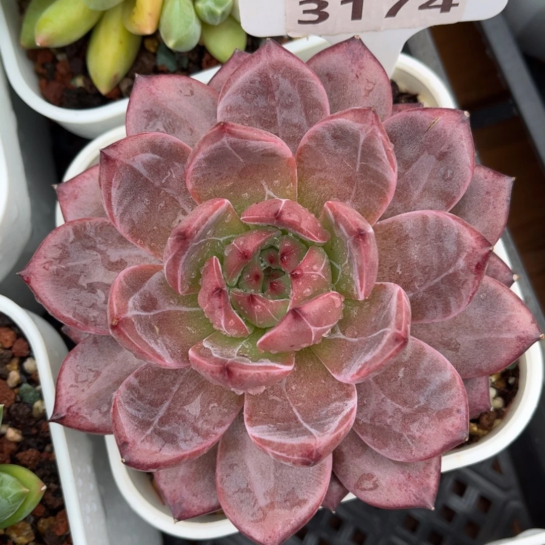 多肉植物3174 一定要拍个冷链哦