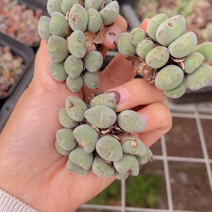 三颗口迪88888888888