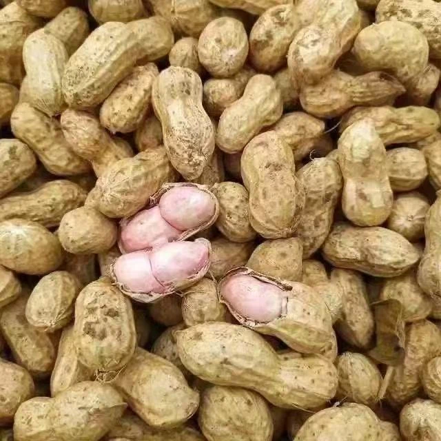 新鲜直达现挖带壳嫩花生农家种植优质花生