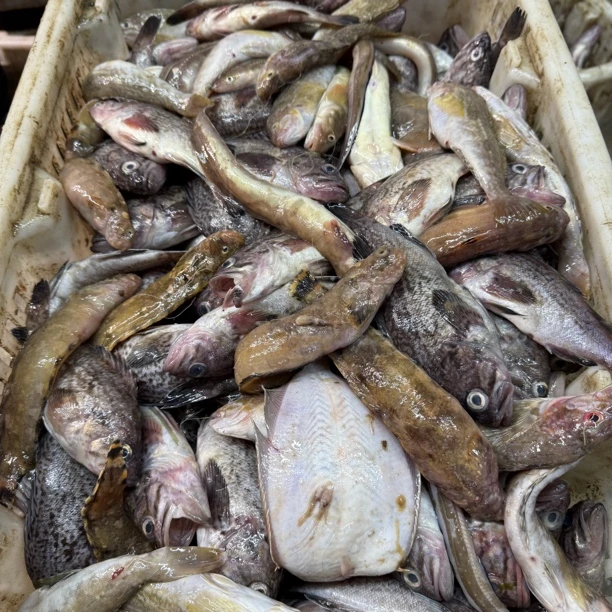 大连当地小船杂拌鱼（顺丰冷链，大连发货）