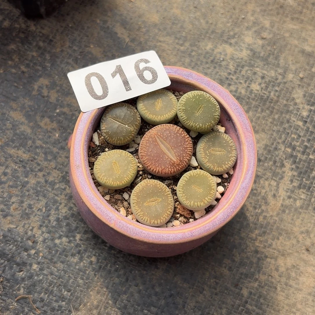 ****࿐生石花一物一拍一盆016