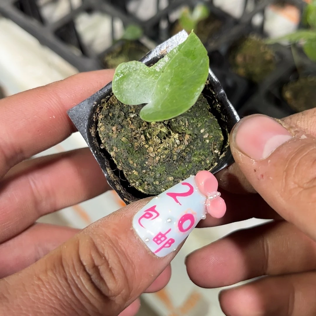 就这个死样子单头发货有根