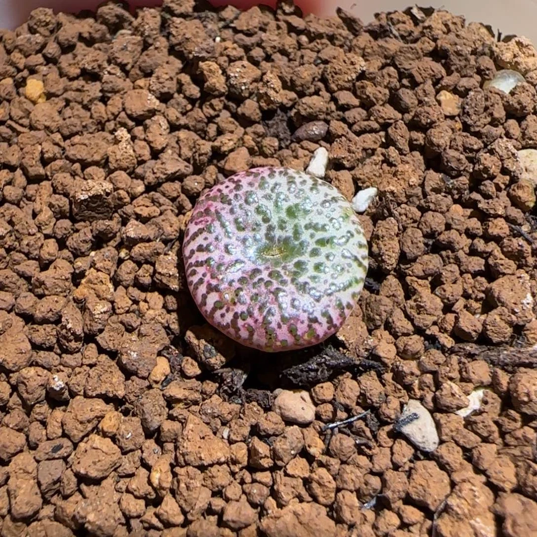 肉锥多肉植物组合-安贞有疤279