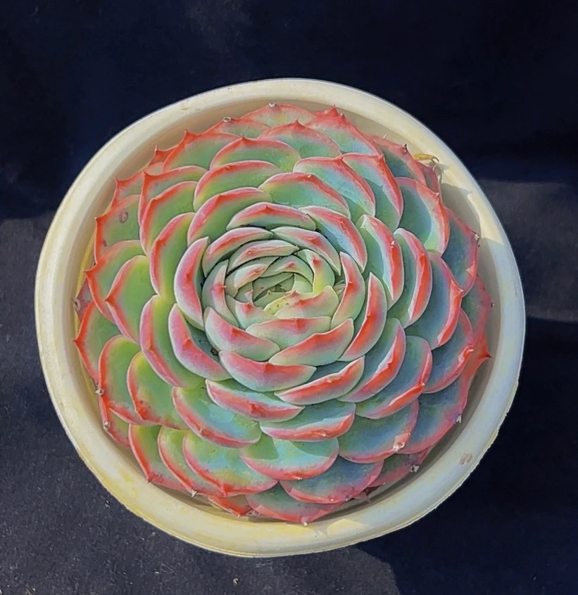 标准单头侧影多肉植物一颗包邮