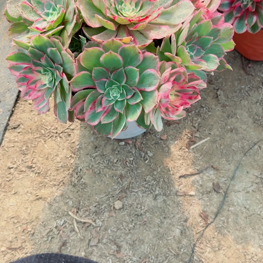 262孔雀翎多肉植物