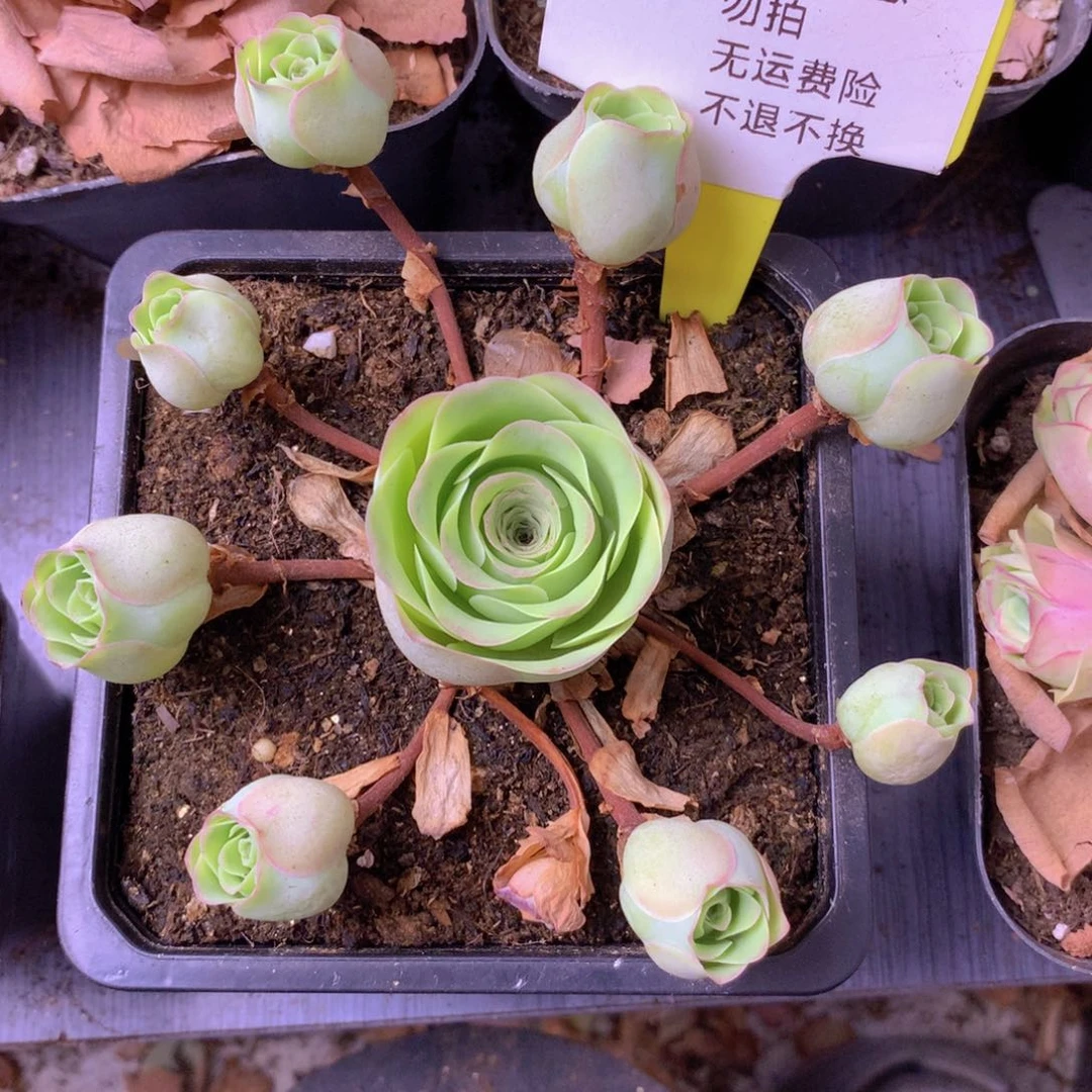 一物一拍星辰福利007