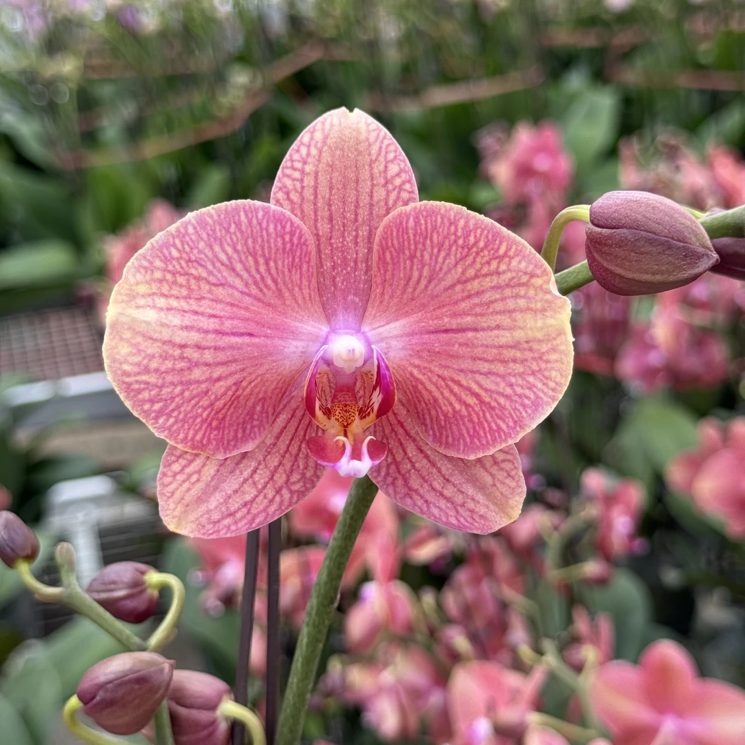 蝴蝶兰【彩月】双梗3.0寸杯叶片微瑕