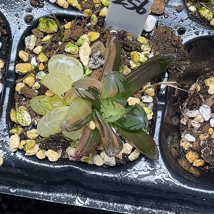 256双头红太阳玉露锦脱土发货