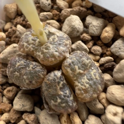 62 好看的肉肉冲冲冲冲。