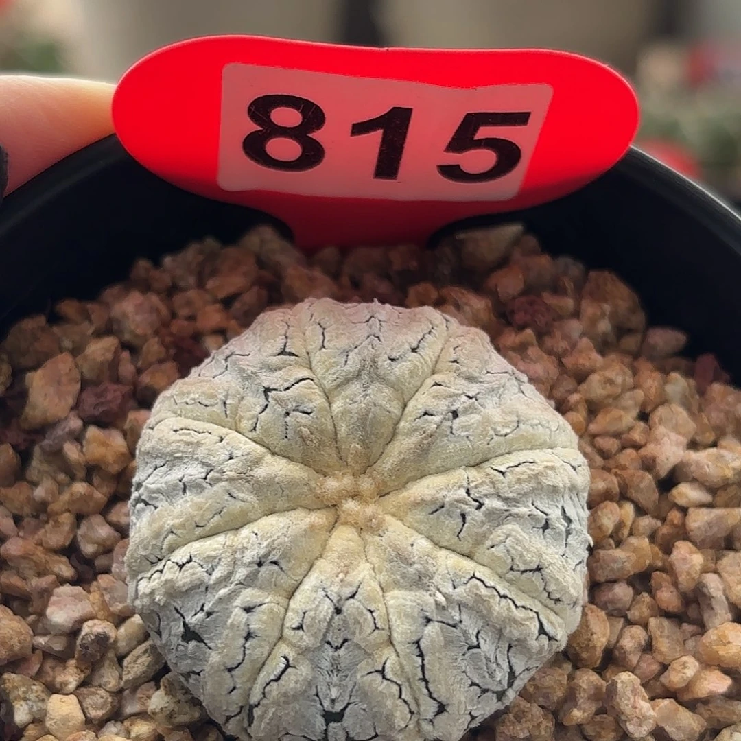 仙人球实生仙人球兜