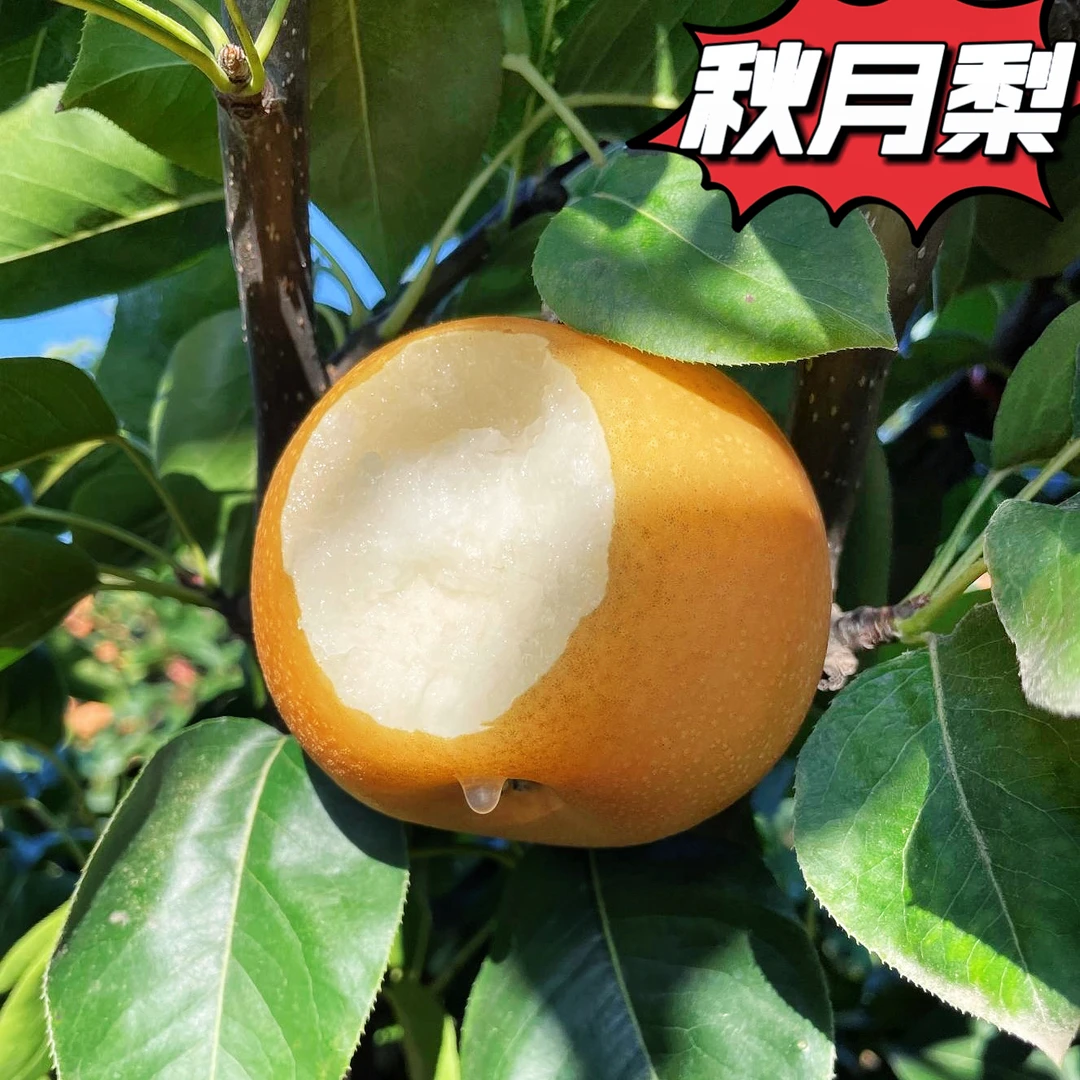 山东秋月梨皮薄细嫩化渣现摘现发产地直邮新鲜水果农家果园