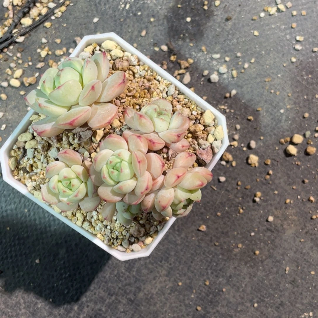 多肉香草六头多肉