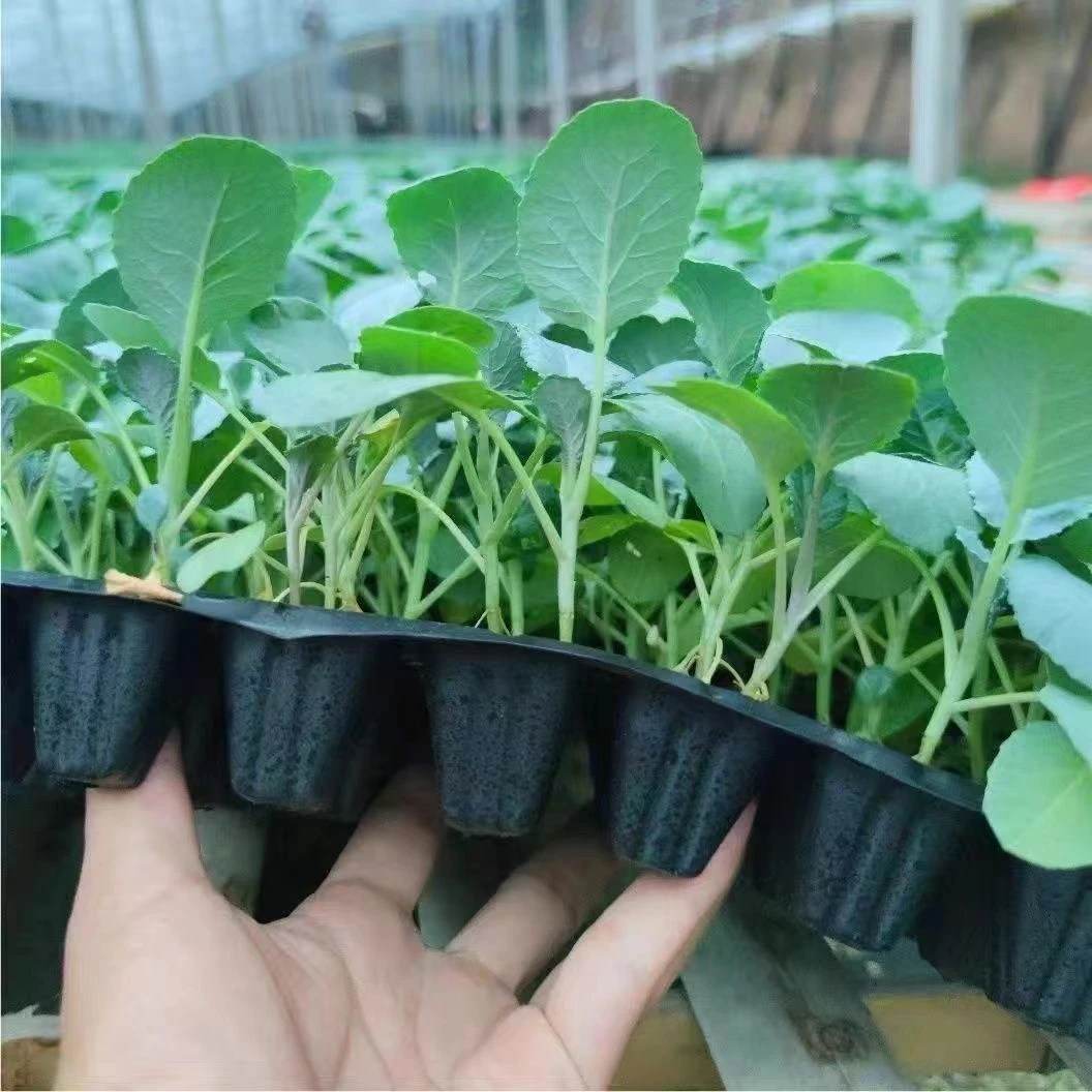 耐寒西蓝花秧苗蔬菜新鲜耐寒耐热易种带土发货