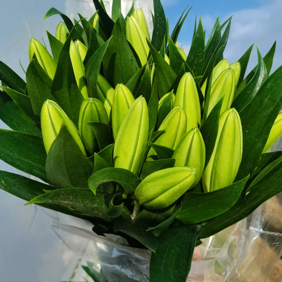 赞比西白色香水百合鲜花水养花云南昆明基地直发
