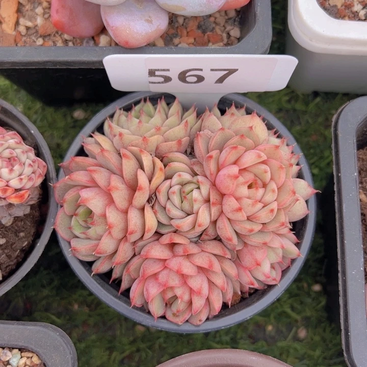 健健康康平平安安