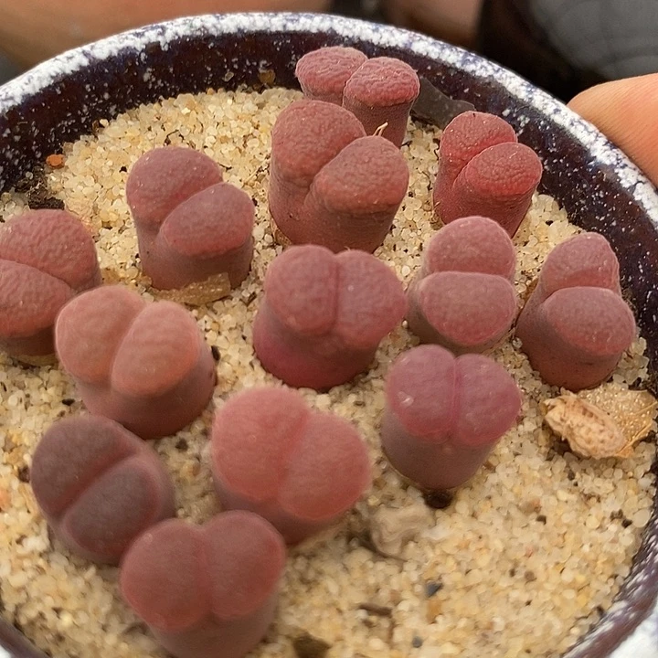 31524风铃c10一颗