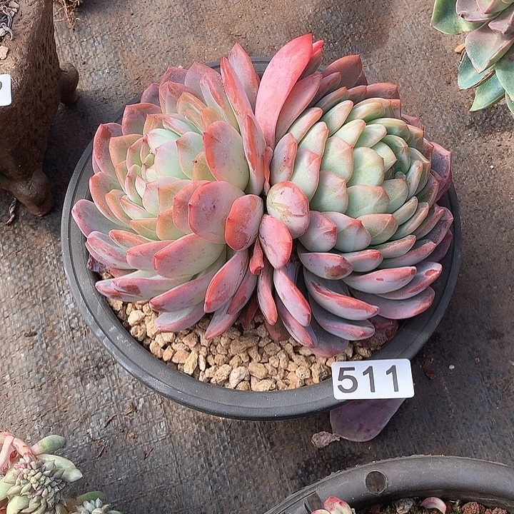 511全明星 一物一拍多肉