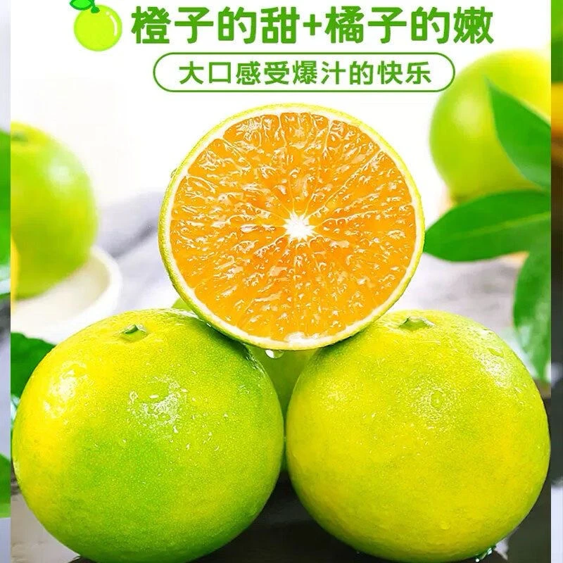 【纤果有约】云南玉溪哀牢山绿皮冰糖橙清甜口感新鲜采摘发货