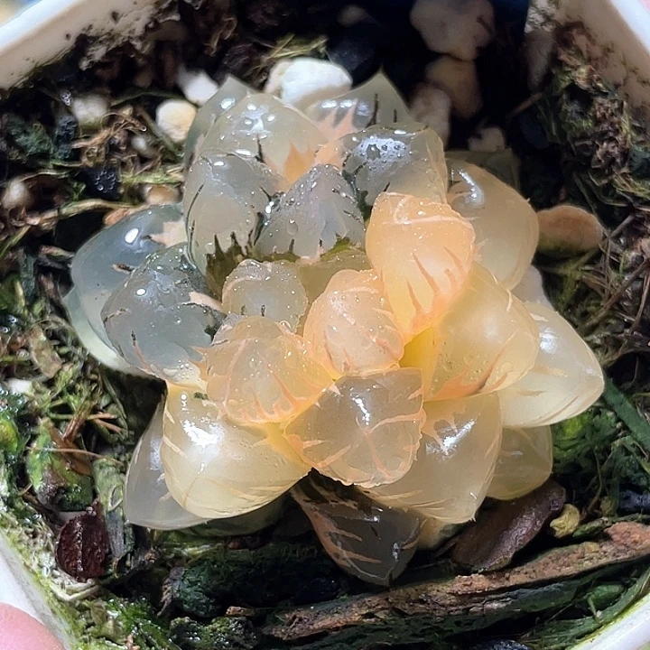 640水中月锦特选福利
