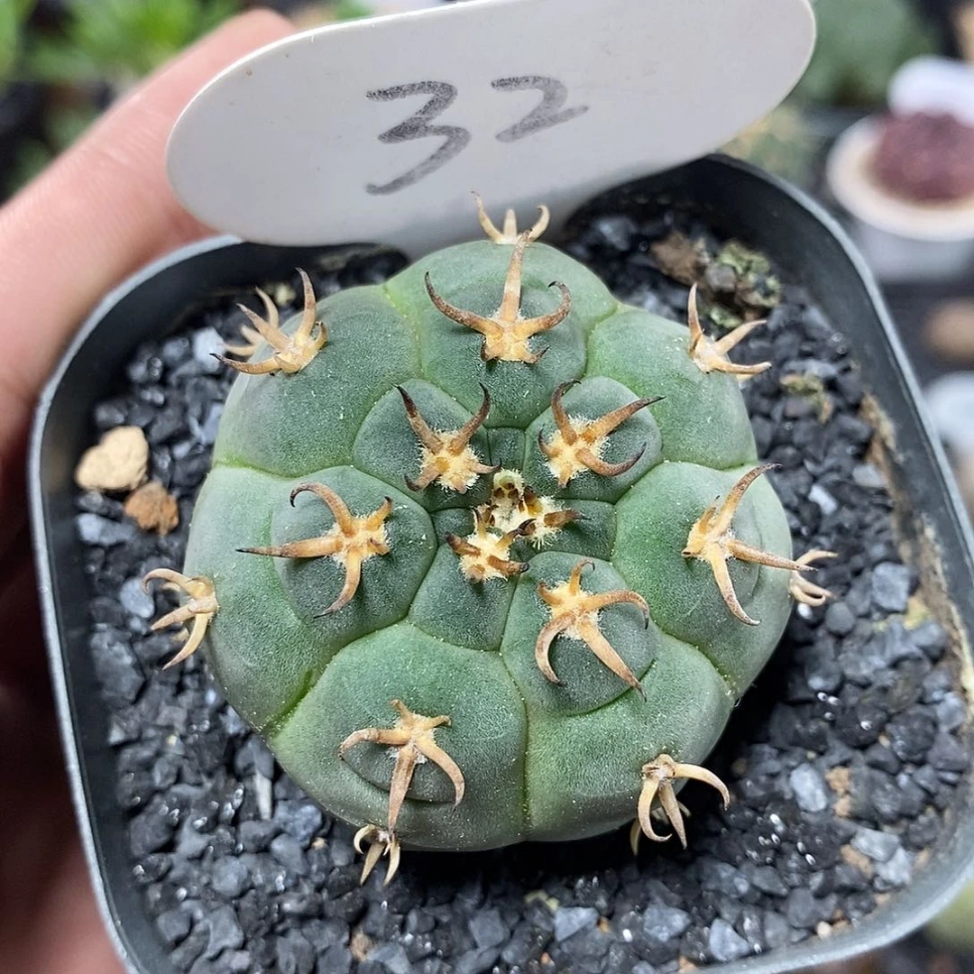 实生猫爪32号4.5cm