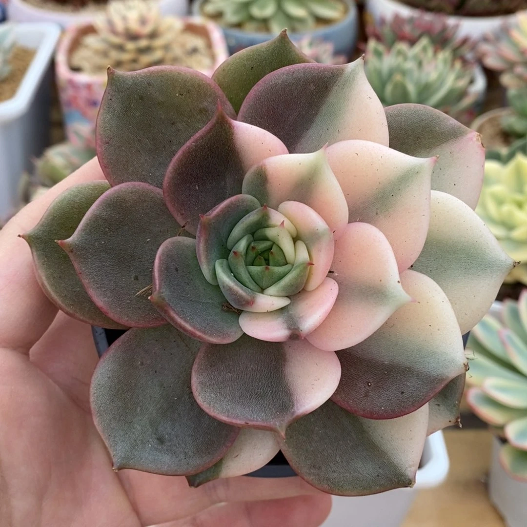 561半覆轮锦贝加尔湖