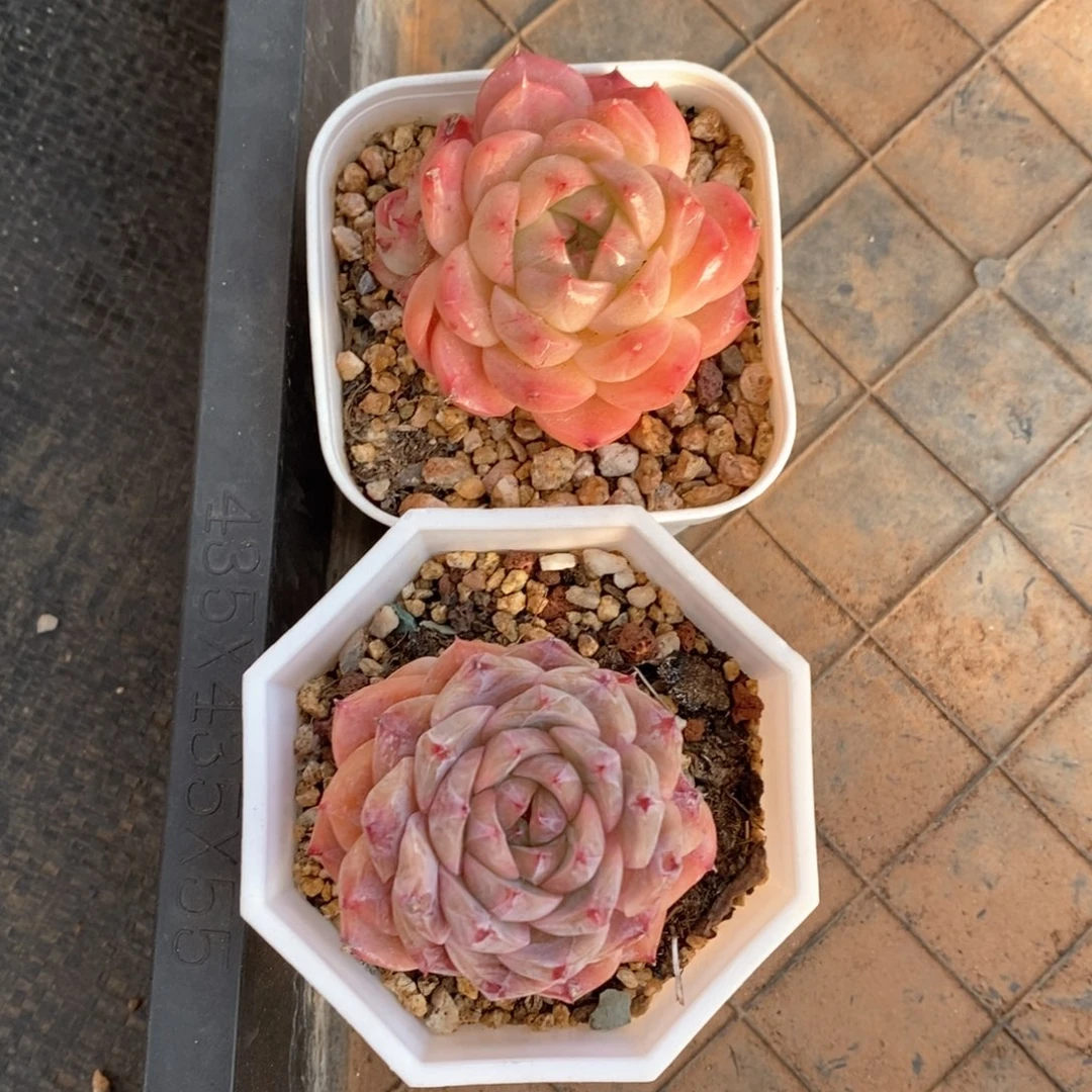 精品多肉一物一拍96