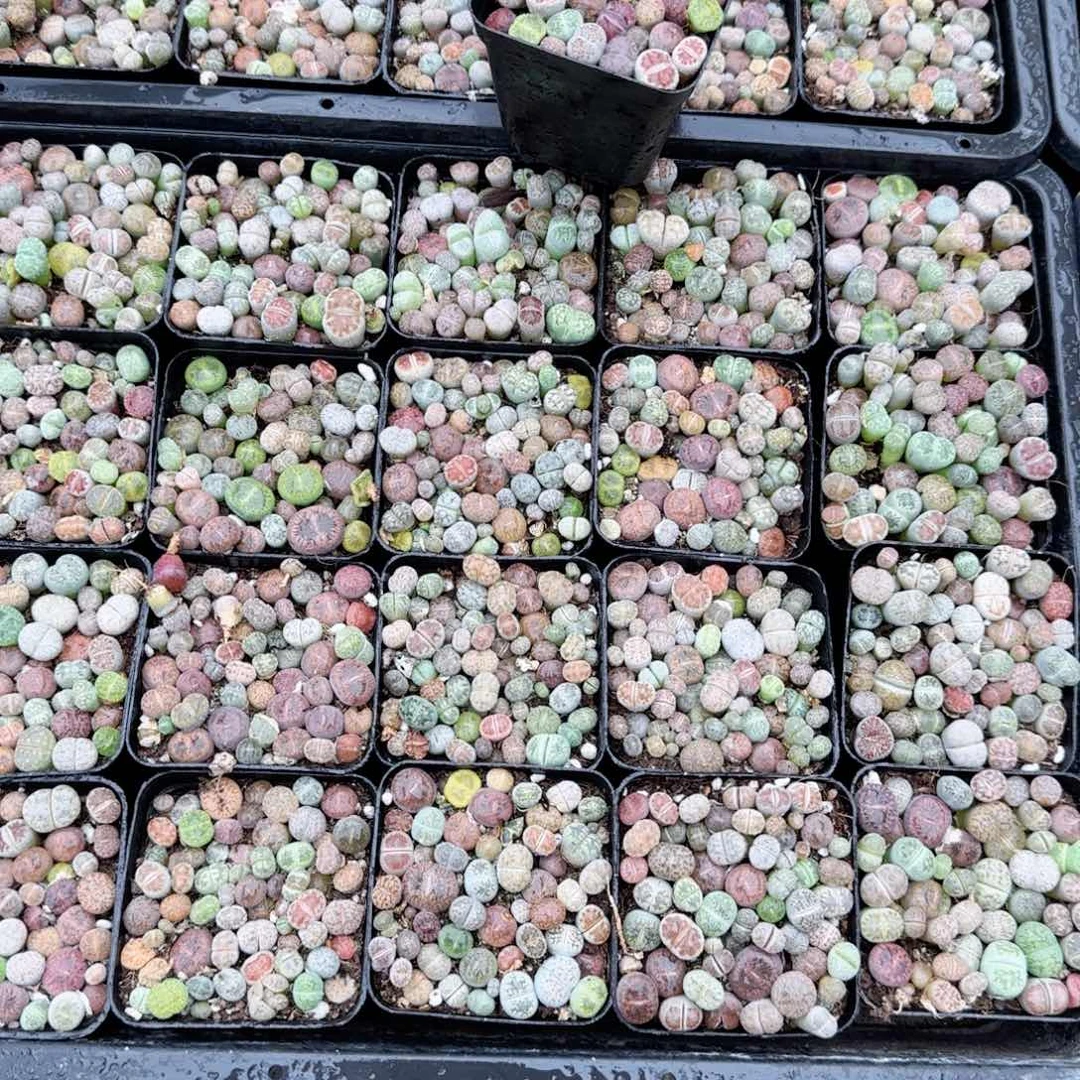 生石花多肉植物一颗