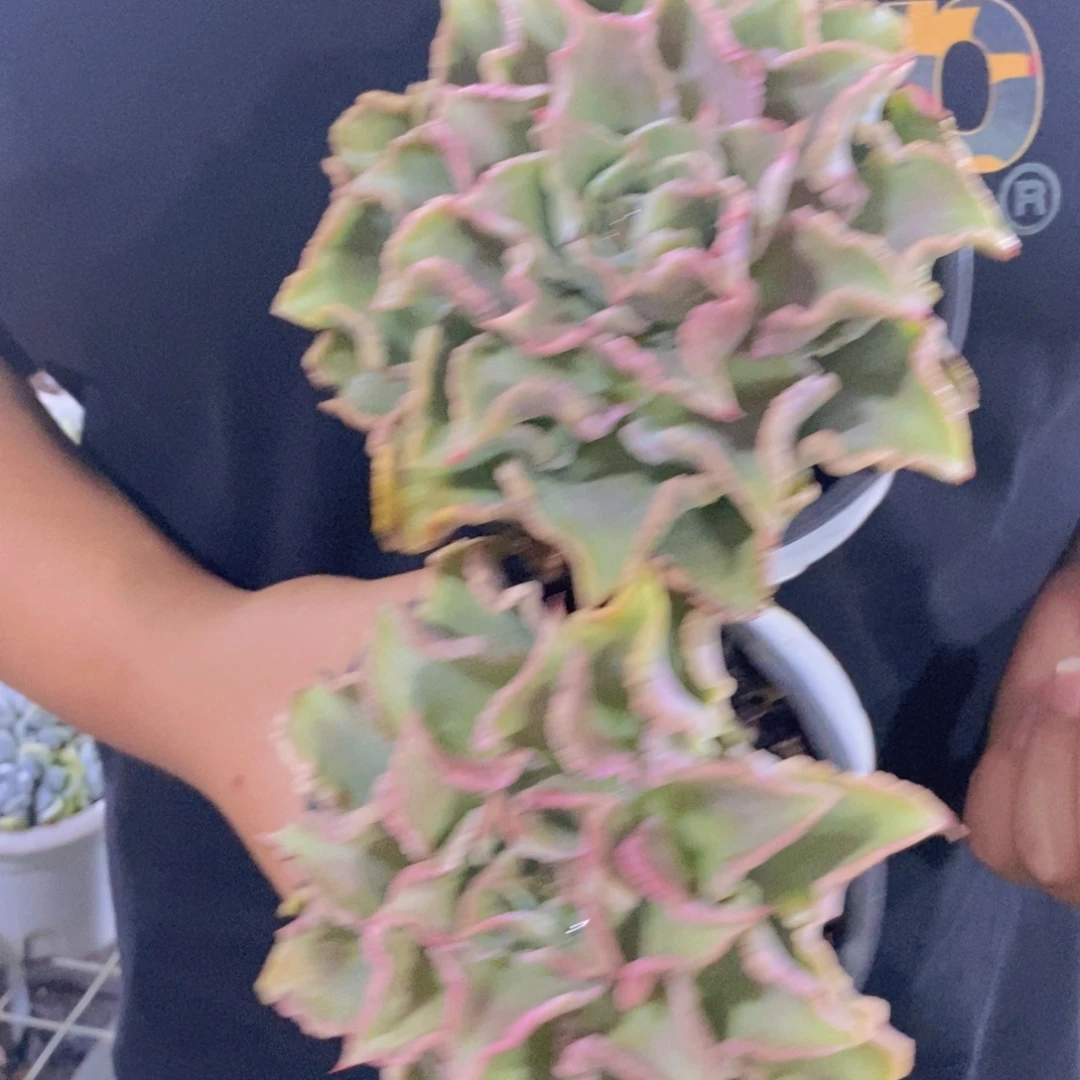 饺子皮大单头两盆