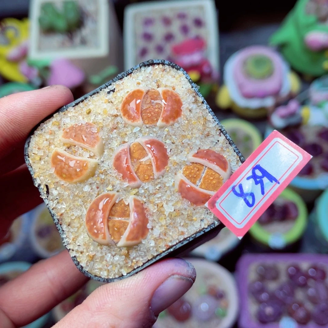 839生石花带盆发